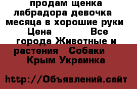 продам щенка лабрадора девочка 2 месяца в хорошие руки › Цена ­ 8 000 - Все города Животные и растения » Собаки   . Крым,Украинка